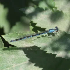 Marsh Bluet thumbnail 3
