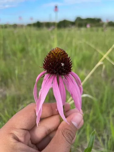 wavyleaf purple coneflower