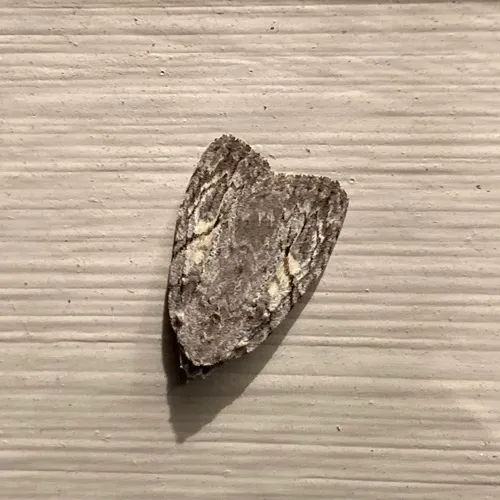 White-blotched Balsa Moth