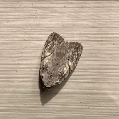 White-blotched Balsa Moth thumbnail 1
