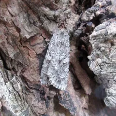 Great Brocade thumbnail 2