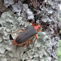 Schaum's Longhorn Beetle thumbnail 2