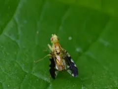 Strauzia longitudinalis thumbnail 2