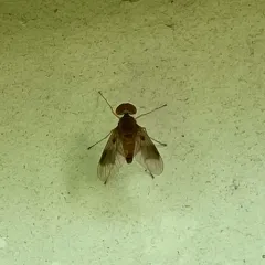 Quadrate Snipe Fly thumbnail 4
