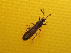 Ischnodemus falicus thumbnail 3