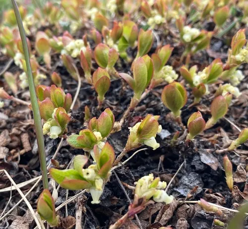 Red bearberry