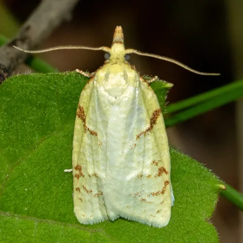 Maple-Basswood Leafroller Moth