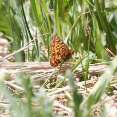 Relict Fritillary thumbnail 3