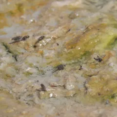 Tachytrechus angustipennis thumbnail 3