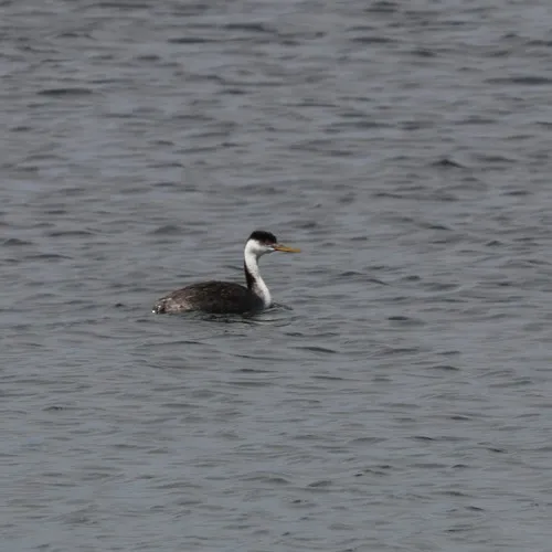 Western Grebe