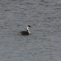 Western Grebe thumbnail 1