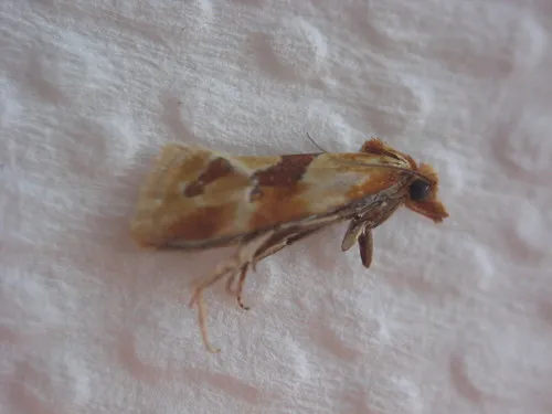 Aethes louisiana