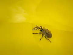 Geraeus picumnus thumbnail 3