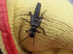 American Salmonfly thumbnail 3