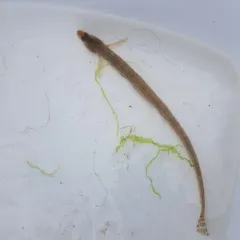 Snake Prickleback thumbnail 1
