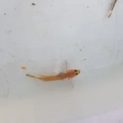 Blackeye Goby thumbnail 4