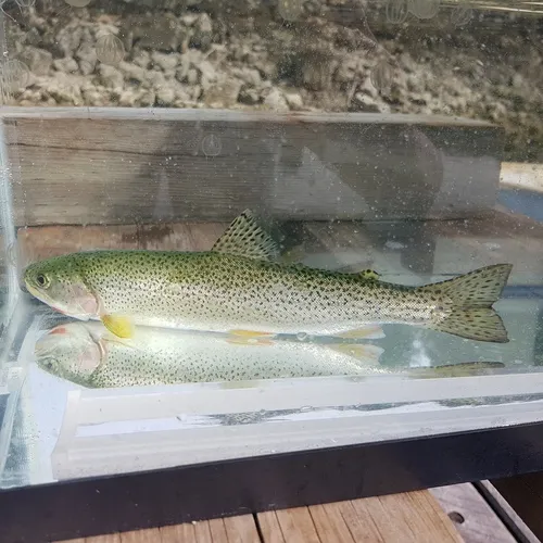 Coastal Cutthroat Trout