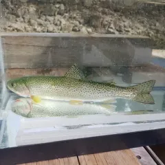 Coastal Cutthroat Trout thumbnail 1