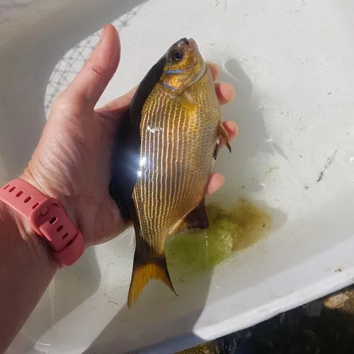 Striped Surfperch