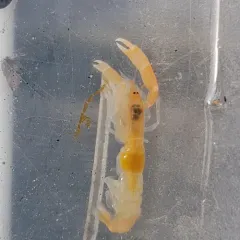 Bay Ghost Shrimp thumbnail 2