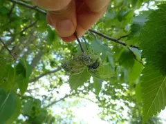 Woolly Apple Aphid thumbnail 3