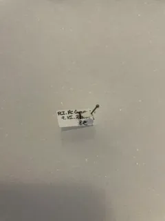 Asian Needle Ant thumbnail 3