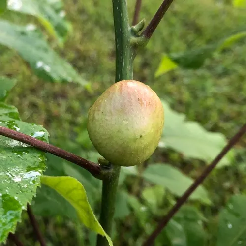 Hickory Gall Phylloxera