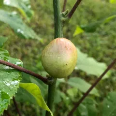 Hickory Gall Phylloxera thumbnail 1