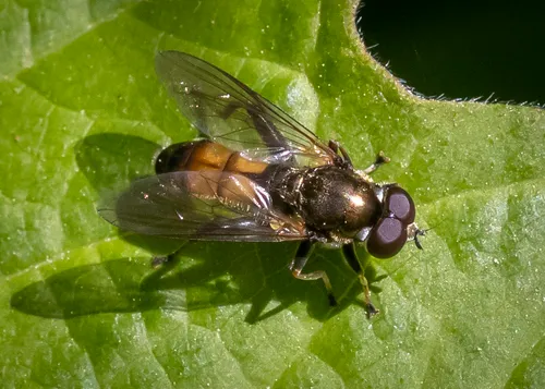 Large-spotted Forest Fly