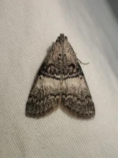 Aspen Webworm Moth thumbnail 2