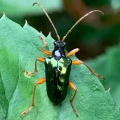 Gaurotes cyanipennis thumbnail 3