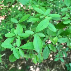 border privet thumbnail 4