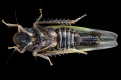 Erythridula bitincta thumbnail 3
