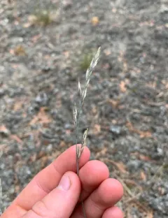 hard fescue thumbnail 1