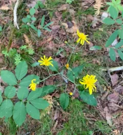 Wall hawkweed thumbnail 2