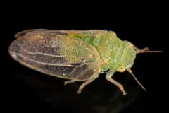 Rhinocola aceris thumbnail 2