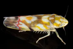 Vine Leafhopper thumbnail 3