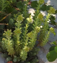 Petrosedum orientale thumbnail 3