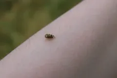 Cyrtolobus pictus thumbnail 2