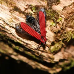 Red Net-winged Beetle thumbnail 3