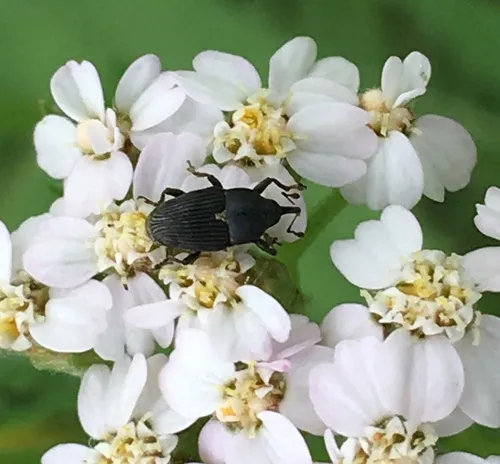 Daisy Flower Weevil
