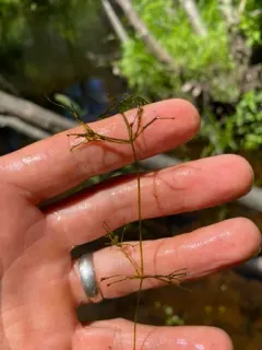 Smooth Stonewort thumbnail 2