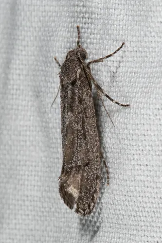 Amorophaga cryptophori