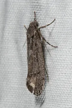 Amorophaga cryptophori thumbnail 1