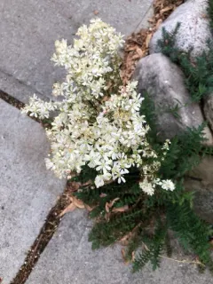 Dropwort thumbnail 4