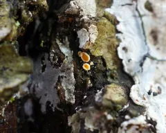 Lachnellula resinaria thumbnail 3