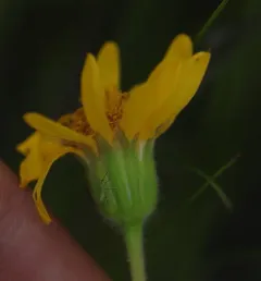 hillside arnica thumbnail 2