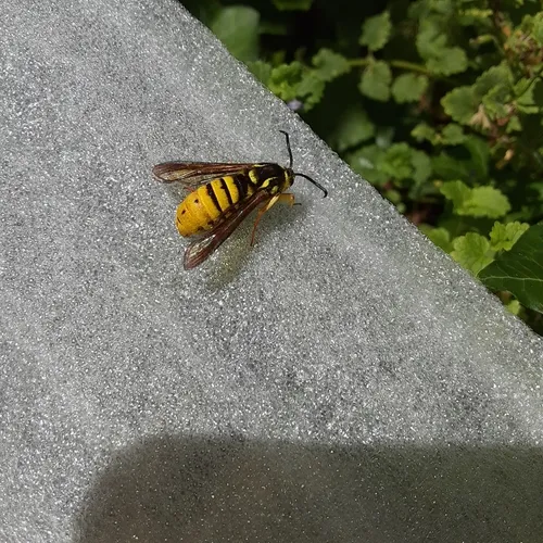 Hornet Clearwing Moth