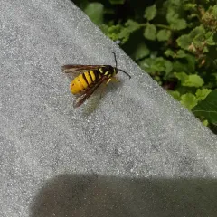 Hornet Clearwing Moth thumbnail 1