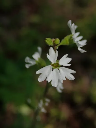 San Francisco woodland-star